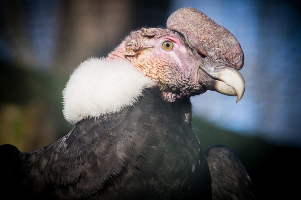 Le Condor Des Andes Le Plus Grand Rapace Du Monde MekssiMed