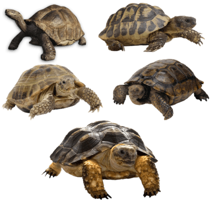 turtle-2902628_1280