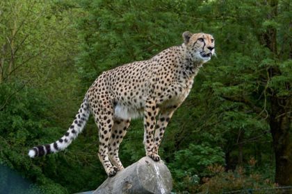 cheetah-3475778_1280