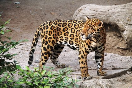 jaguar-1727406_1280