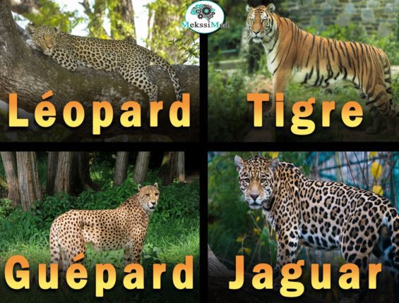 tigre jaguar leopard guepard