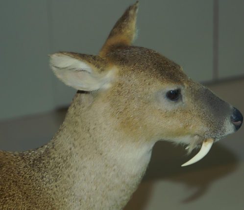 Les Faits Les Plus Surprenants Sur Les Animaux MekssiMed Les Faits Les Plus Surprenants Sur Les Animaux MekssiMed