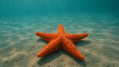 étoile de mer : informations et faits intéressants