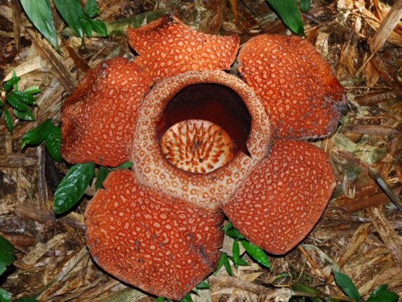Rafflesia arnoldi