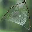 bg spiderweb