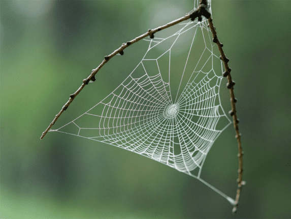 bg spiderweb
