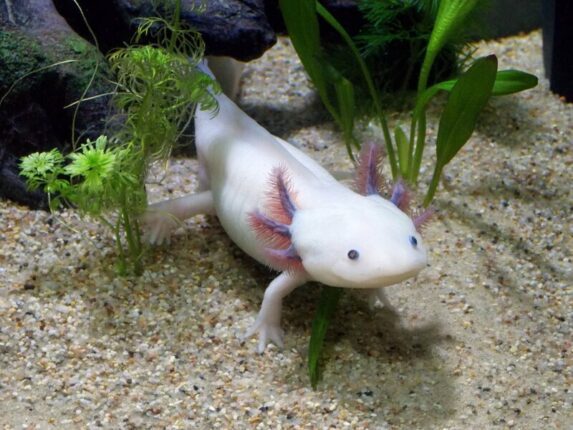 BG AXOLOTL