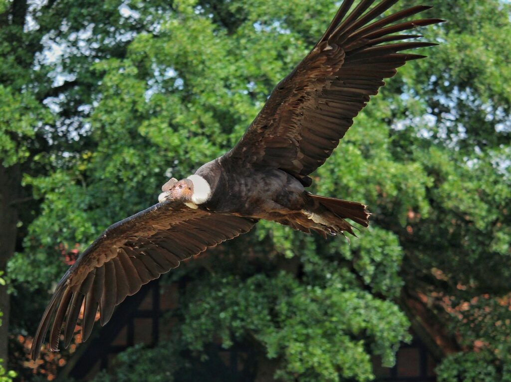 Le condor des Andes le plus grand rapace du monde MekssiMed