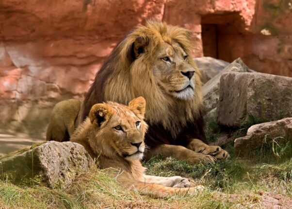lion roi de la jungle avec sa femelle