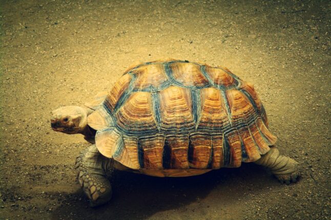 tortue peut survivre à une sécheresse