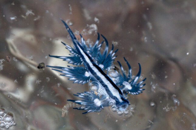 glaucus bleu limace de mer