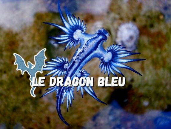 Glaucus bleu bg