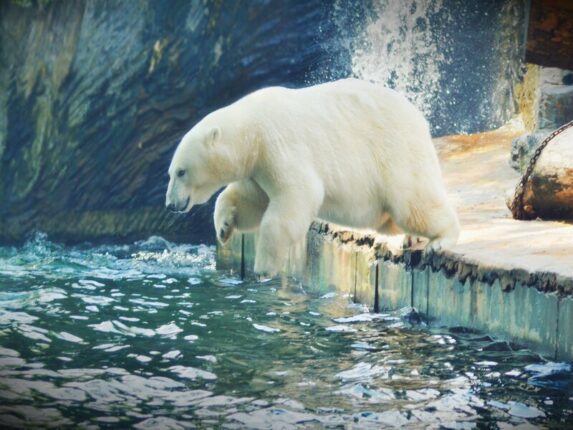ours polaire bg