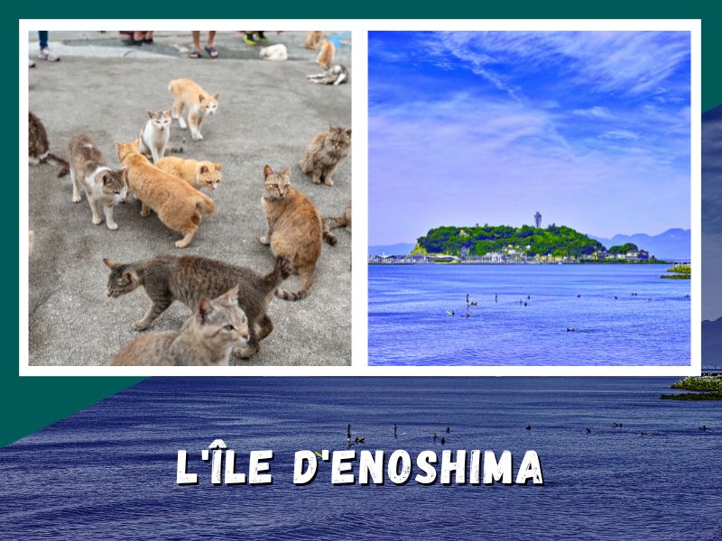 enoshima île des chats au japon