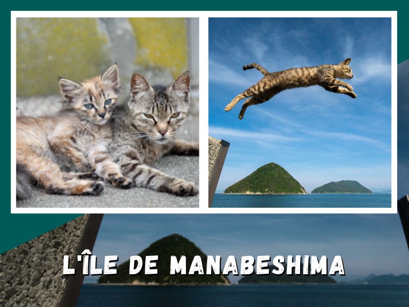 manabeshima l'une des îles japonaises envahies par les chats