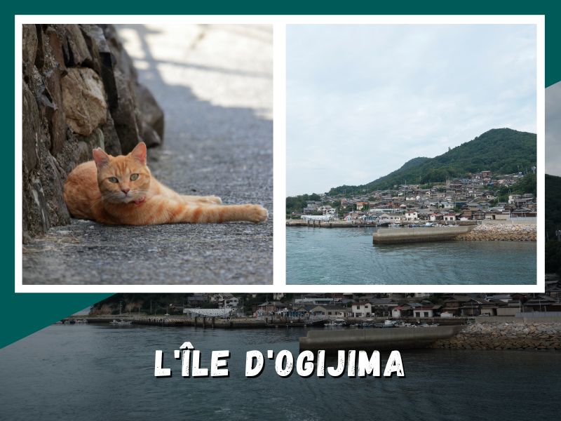 Ogijima l'île envahi par les chats