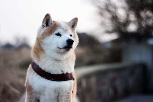 le chien shiba inu
