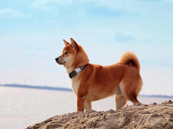 le shiba inu bg