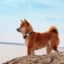 le shiba inu bg