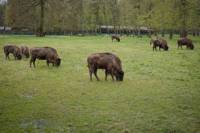 les bisons de la forêt bialowieza