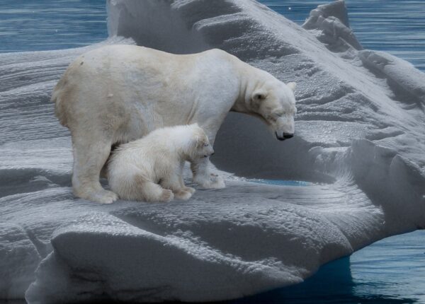 ours polaire avec son bébé