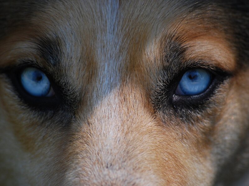 les yeux des loups