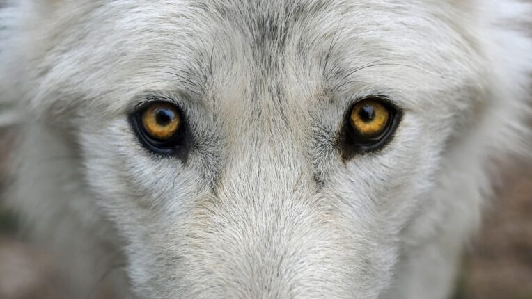 les yeux du loup