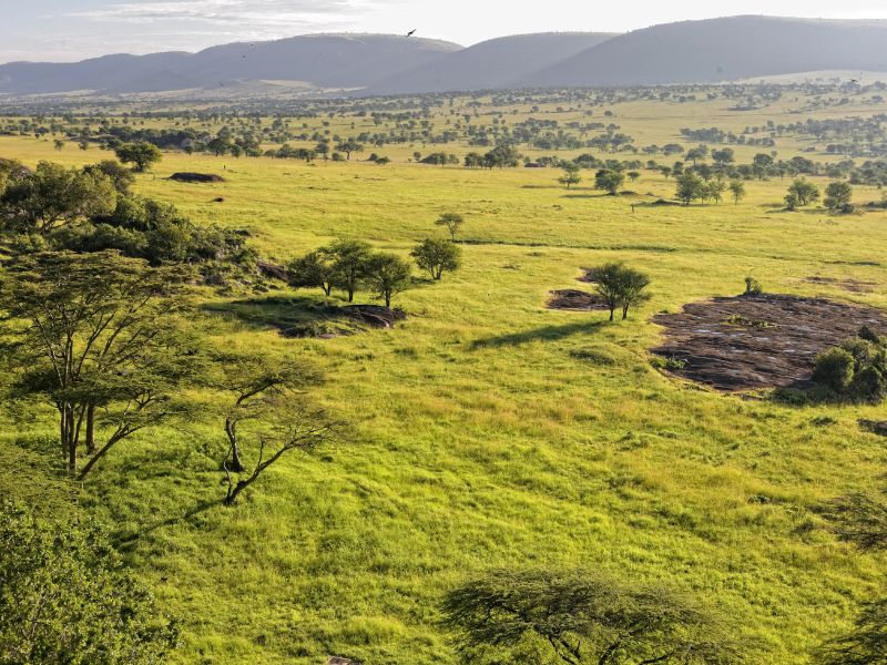 La majesté de la Serengeti