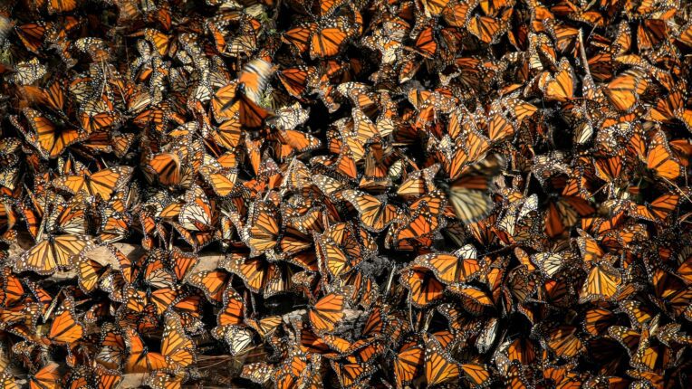 la migration des papillons monarques