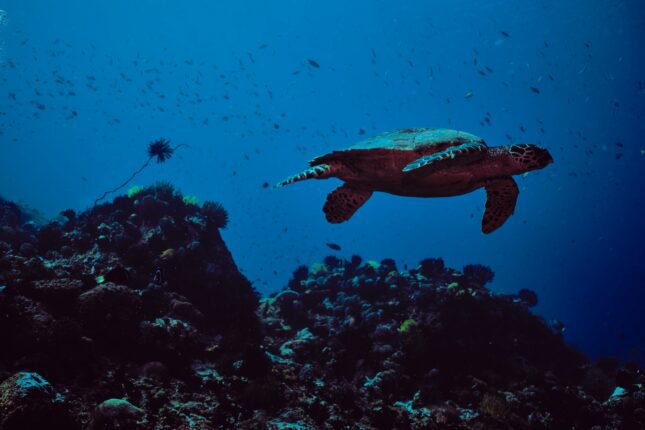 migrations des animaux : les tortues de mer
