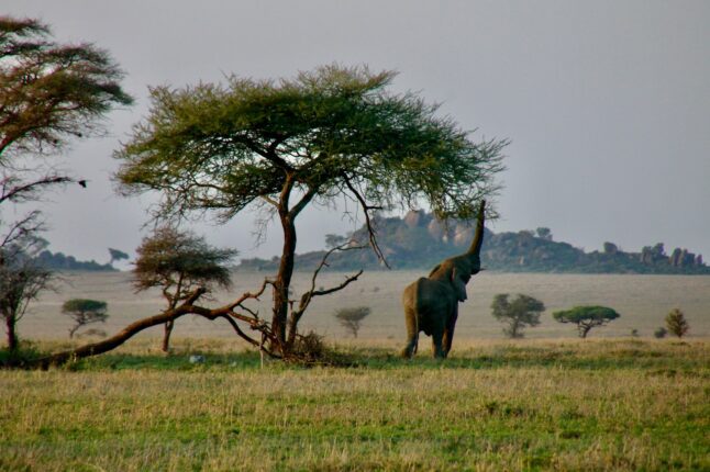 Serengeti une merveille naturelle