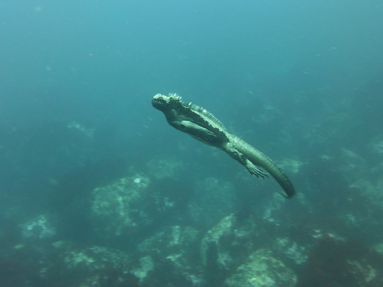 iguane marin des Galapagos
