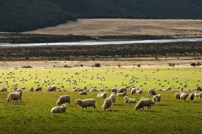 les moutons de la nouvelle-zélande