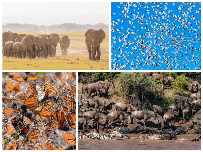 Les 10 migrations des animaux les plus spectaculaires