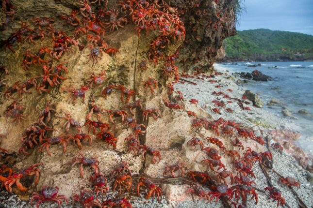 la migration des crabes rouges