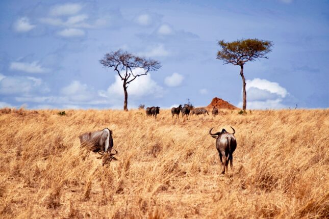Les paysages de la Serengeti