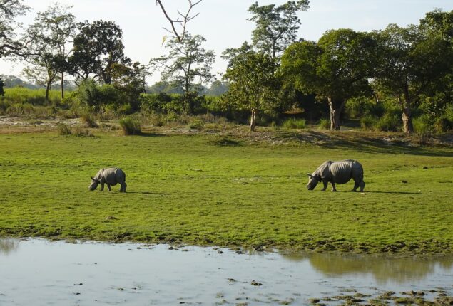 le park national de karizanga en Inde