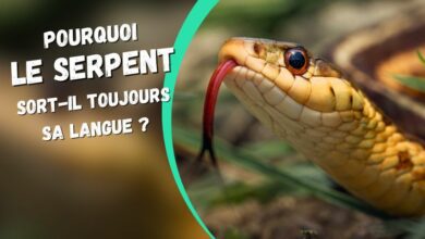 pourquoi le serpent tire la langue ?