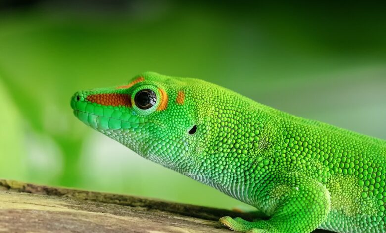 Gecko diurne : animaux endémiques des Seychelles le plus petit pays de l'Afrique