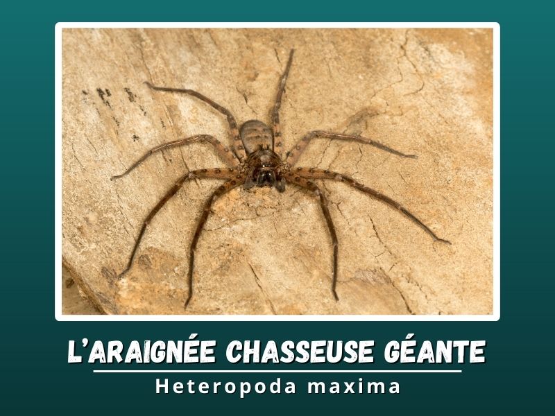 L’Araignée Chasseuse Géante