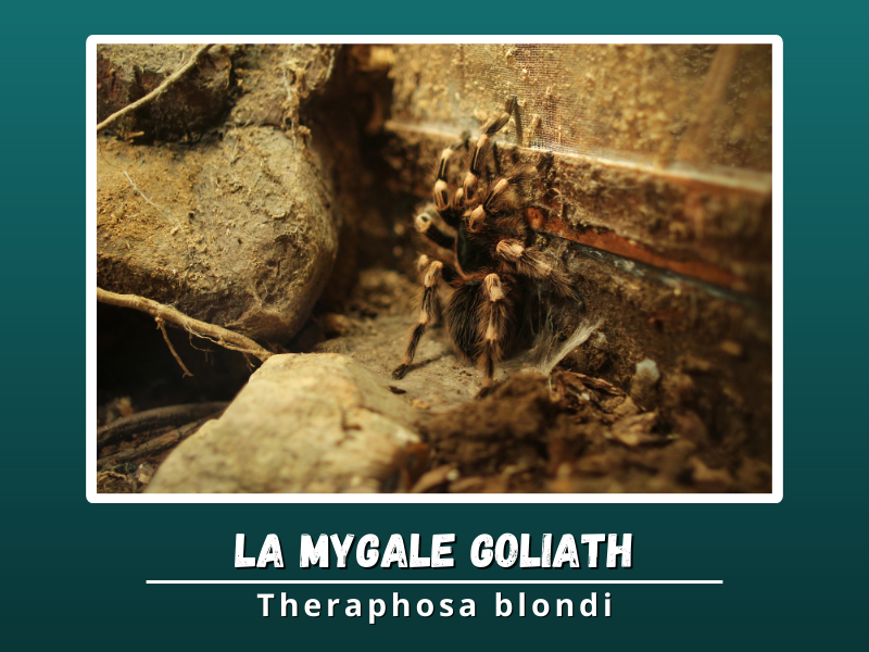 grandes araignées : la mygale goliath