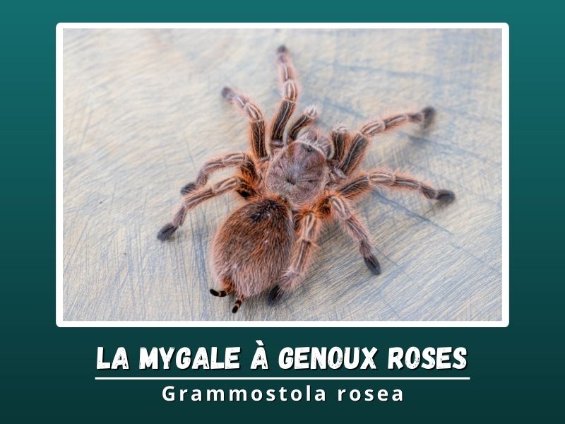 La Mygale à Genoux Roses