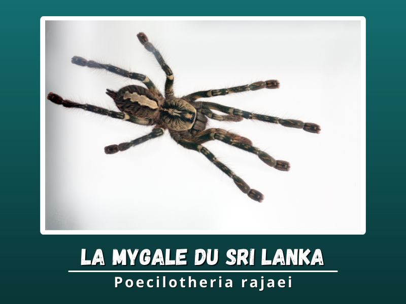 La Mygale du Sri Lanka
