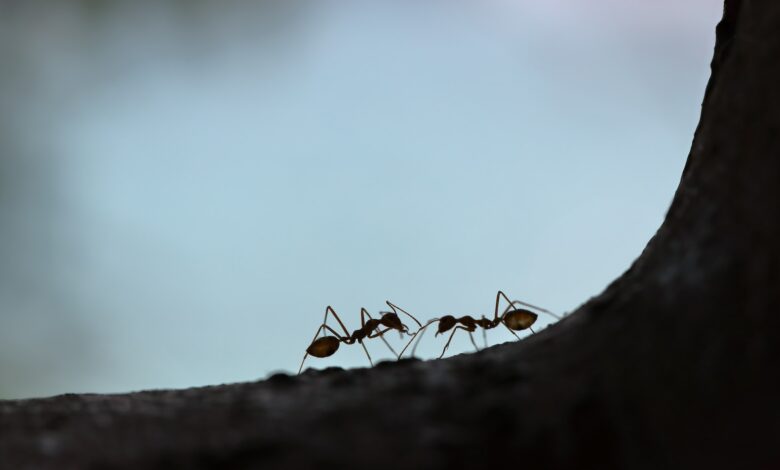 la communication chez les fourmis