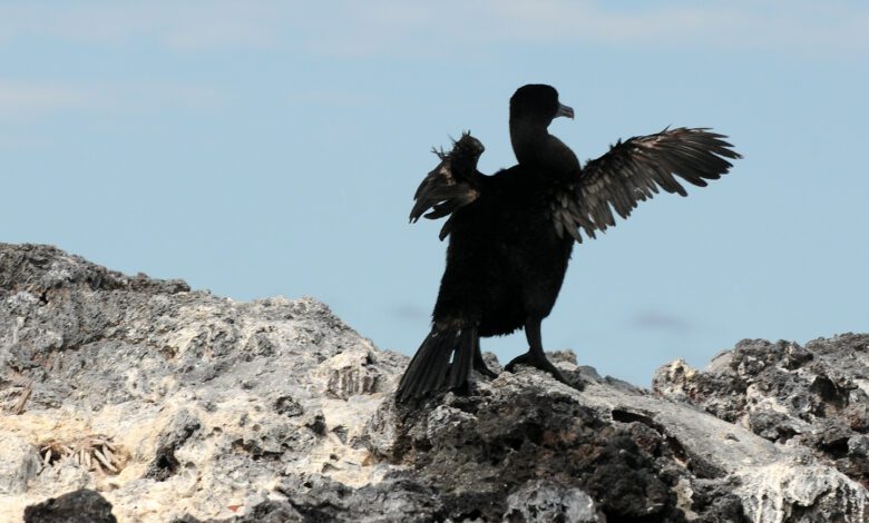 le cormoran des Galápagos avec ses ailes courte ne peut pas voler
