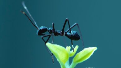 les fourmis des insectes incroyables