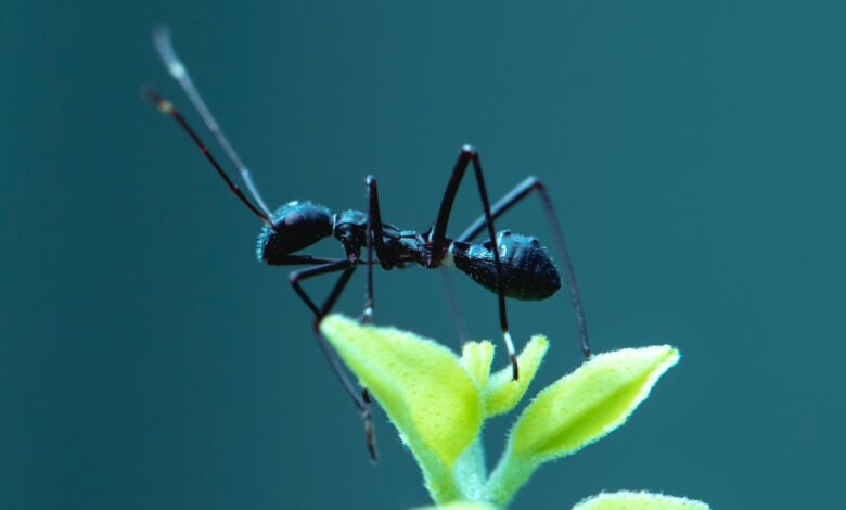 les fourmis des insectes incroyables