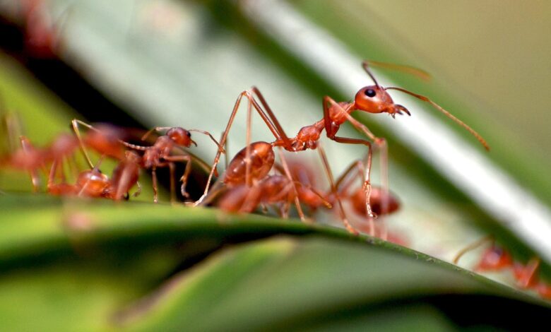 les fourmis sont des insectes bien organisés