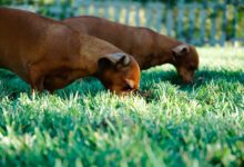 chiens mangent de l'herbe