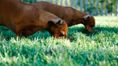 chiens mangent de l'herbe